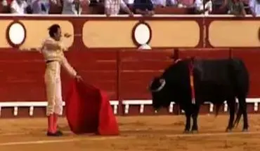     زجرکش کردن یک گاو در یک مراسم غربی