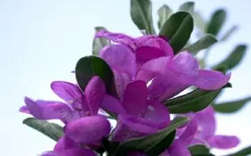 فواید مریم گلی برای مبارزه با پیری پوست