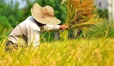  کشت برنج در کشور قراردادی می‌شود