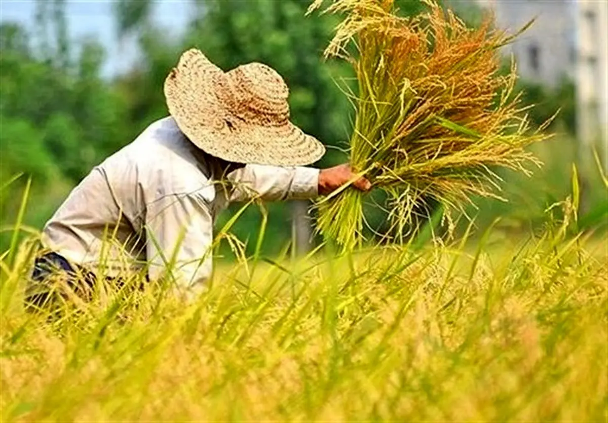  کشت برنج در کشور قراردادی می‌شود