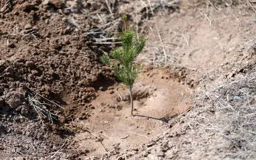۱۲۰ هزار متر مربع به فضای سبز شهر سمنان اضافه شده است