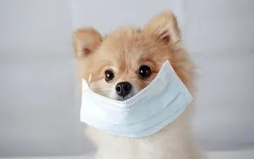 هشدار به کرونایی ها؛ از تماس مستقیم باحیوانات پرهیز کنید!