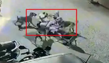 حمله ۶ سگ به مرد مسن در خیابان‌های هند