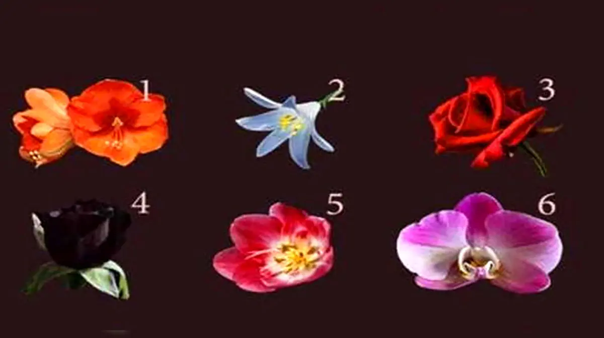 انتخاب یکی از گل ها عشقتون رو لو میده / میگی نه، امتحان کن!