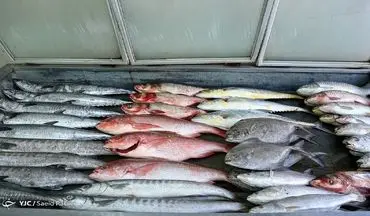 قیمت انواع ماهی ۸ خرداد ۱۴۰۲