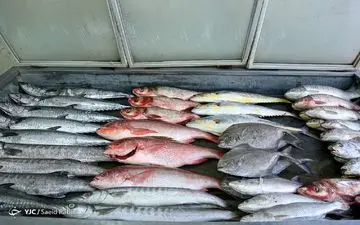 قیمت انواع ماهی ۸ خرداد ۱۴۰۲