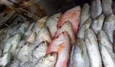 
قیمت ماهی قزل‌آلا کاهش یافت
