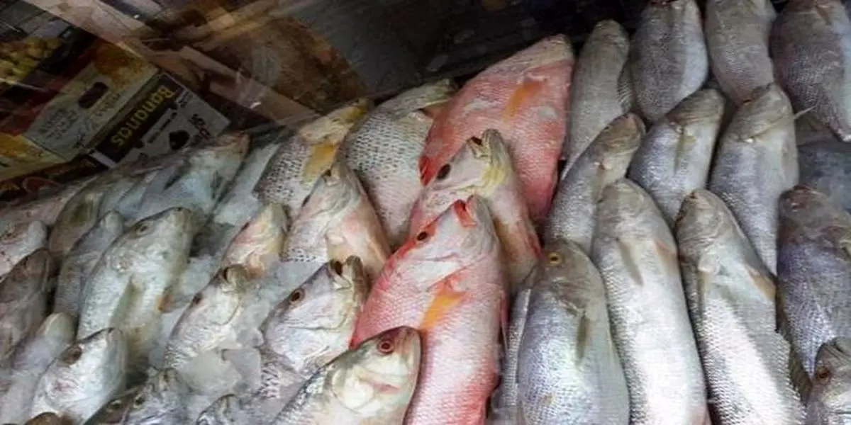 
قیمت ماهی قزل‌آلا کاهش یافت
