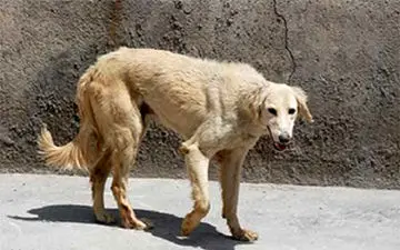 حمله سگ ولگرد به یک مرد در خیابان + فیلم 