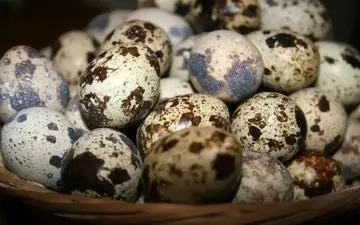 تاثیر تخم کبوتر بر تکلم کودک؛ باوری غلط!