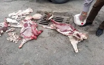 عرضه لاشه‌های غیربهداشتی دام در میدان رسالت کرمانشاه متوقف شد/ حمله متخلفان به اکیپ مشترک