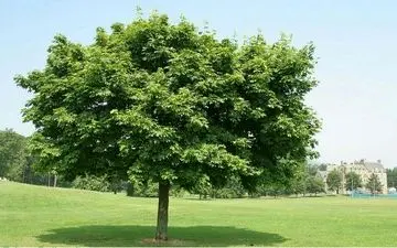 احداث دیوار سبز پردیس کشاورزی و منابع طبیعی