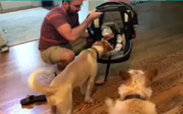  واکنش سگ‌ها به نوزاد تازه وارد خانواده