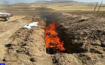 مرغداری مبتلا به نیوکاسل حاد در سنقر معدوم سازی شد