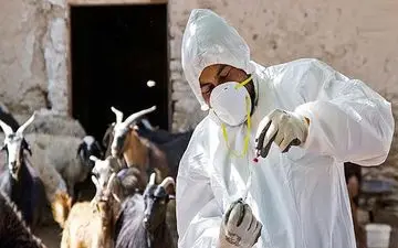 وحشت از شیوع طاعون در استان البرز
