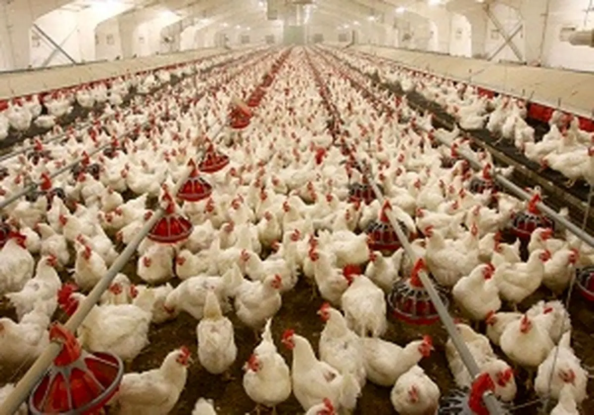  شیوع آنفولانزای حاد پرندگان در واحد های مرغ گوشتی