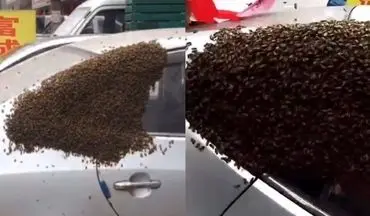 تبدیل شدن خودرو به کندوی زنبور عسل! +فیلم 