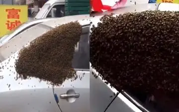 تبدیل شدن خودرو به کندوی زنبور عسل! +فیلم 