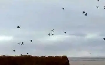 پرواز زیبای پرندگان مهاجر در دق پترگان + فیلم 