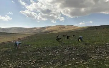  تولید گیاهان دارویی به کارگیری و فعال‏سازی ظرفیت‏های نهفته است