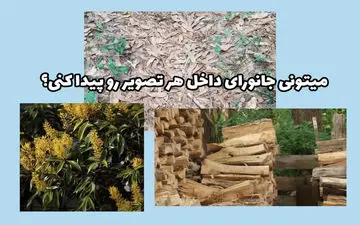 تست هوش بینایی | اگه چشم‌های عقابی داری میتونی خیلی زود حیوونایی که قایم شدن رو پیدا کنی!
