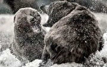 مبارزه دیدنی ۲ خرس غول پیکر با یکدیگر