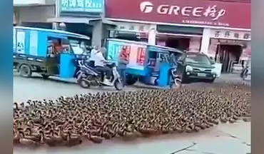 ترافیک طولانی مدتی که هزار اردک برای خودروها ایجاد کردند + فیلم 