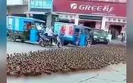 ترافیک طولانی مدتی که هزار اردک برای خودروها ایجاد کردند + فیلم 
