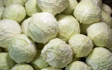 خواص درمانی کلم سفید