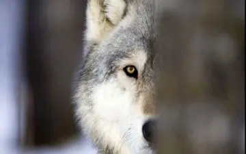 لحظه دلهره آور حمله گرگ وحشی به خانم معلم + ویدئو