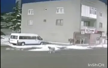 تلاش یک سگ برای اعلام هشدار زلزله در ترکیه / فیلم 