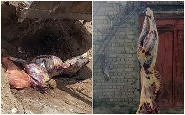 ناراحت کننده؛ ذبح و توزیع گوشت اسب!! + تصاویر