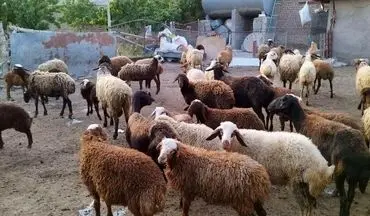 قیمت دام زنده بهداشتی اعلام شد 
