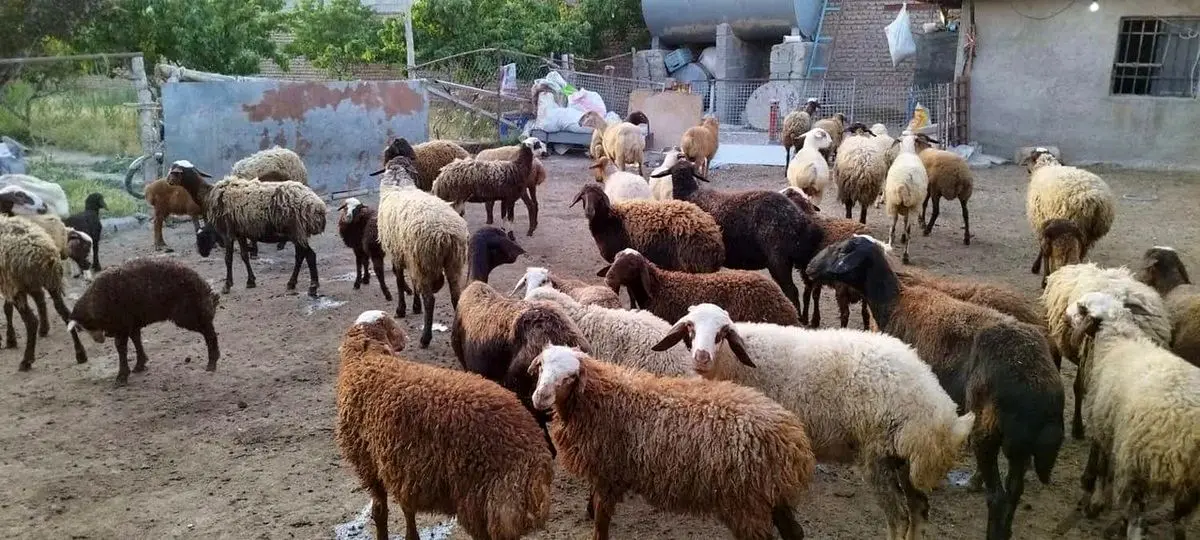   قیمت دام زنده بهداشتی اعلام شد 