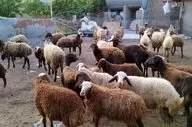 قیمت دام زنده بهداشتی اعلام شد 