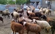 قیمت دام زنده بهداشتی اعلام شد 