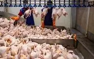 خروج مرغ از گلستان تا تأمین کامل بازار ممنوع شد