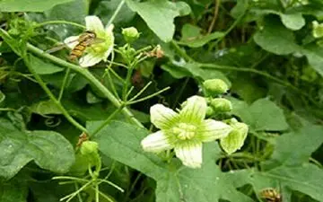 «فاشرا» گیاهی تلخ اما مفید!