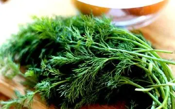 آشنایی با خواص بی نظیر شوید