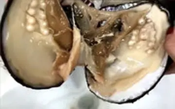  لحظه شکافتن یک صدف پر از مروارید را ببینید