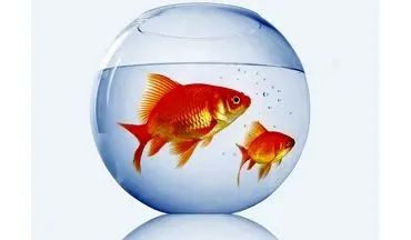 پاسخ به یک سوال بزرگ؛ ماهی قرمز بخریم یا نخریم؟