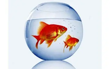 پاسخ به یک سوال بزرگ؛ ماهی قرمز بخریم یا نخریم؟