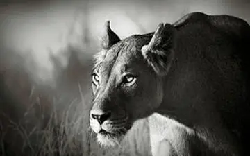 تمرکز حیرت آور یک شیر در لحظه شکار/فیلم