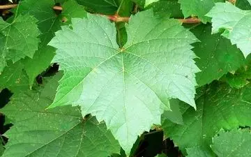 معده درد دارید/ برگ این درخت را بخورید