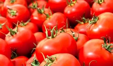 چگونه گوجه فرنگی را برای مدت طولانی نگهداری کنیم ؟ + نکات مهم