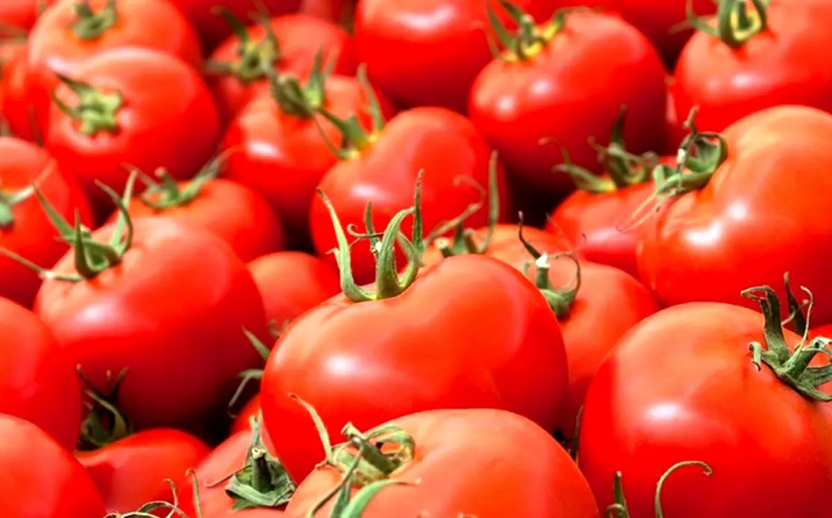 چگونه گوجه فرنگی را برای مدت طولانی نگهداری کنیم ؟ + نکات مهم