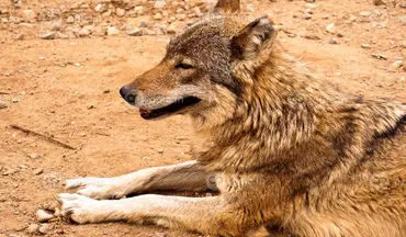 زنده‌گیری گرگ در پارک گوللرباغی میاندوآب