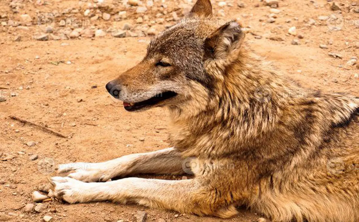 زندهگیری گرگ در پارک گوللرباغی میاندوآب