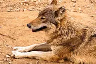 زنده‌گیری گرگ در پارک گوللرباغی میاندوآب