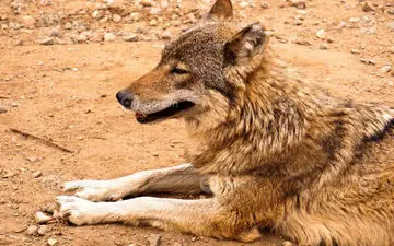 زنده‌گیری گرگ در پارک گوللرباغی میاندوآب